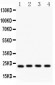 Anti-BAK Picoband Antibody