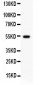 Anti-Cyclin A1 Picoband Antibody