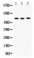 Anti-CD46 Picoband Antibody