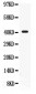 Anti-CD55 Picoband Antibody