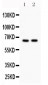 Anti-Cdc25B Picoband Antibody