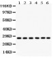 Anti-CIB1 Picoband Antibody