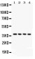 Anti-JAB1 Picoband Antibody