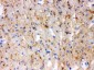 Anti-CPT1B Picoband Antibody