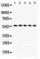 Anti-CREB3L1 Picoband Antibody