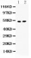 Anti-ICA1 Picoband Antibody