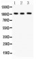 Anti-ITCH/AIP4 Picoband Antibody