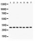 Anti-NQO1 Picoband Antibody