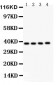 Anti-PINX1 Picoband Antibody