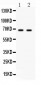 Anti-PLK1 Picoband Antibody