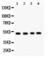 Anti-SOCS4 Picoband Antibody