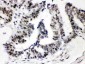 Anti-SP3 Picoband Antibody