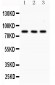 Anti-SP3 Picoband Antibody
