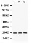 Anti-SFRS3 Picoband Antibody