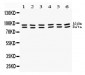 Anti-STAT1 Picoband Antibody