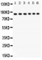 Anti-STAT3 Picoband Antibody