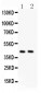 Anti-TMEM173 Picoband Antibody