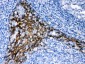 Anti-TRAF2 Picoband Antibody