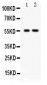 Anti-TRAF2 Picoband Antibody