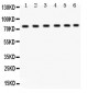 Anti-TRPV5 Picoband Antibody