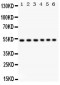 Anti-ULK3 Picoband Antibody