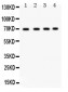 Anti-Ku70 Picoband Antibody