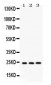 Anti-BAG2 Picoband Antibody