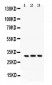 Anti-Bcl10 Picoband Antibody