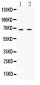 Anti-cIAP2 Picoband Antibody