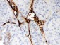 Anti-CA1 Picoband Antibody