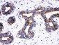 Anti-Cdc6 Picoband Antibody