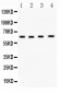 Anti-Cdc6 Picoband Antibody