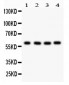 Anti-HRPT2 Picoband Antibody