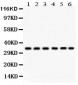 Anti-CDK1 Picoband Antibody
