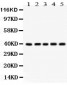 Anti-Cdk7 Picoband Antibody