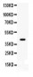 Anti-Cdk9 Picoband Antibody