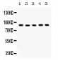 Anti-Cullin 1 Picoband Antibody