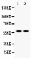 Anti-CYP1A2 Picoband Antibody