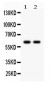 Anti-CYP1B1 Picoband Antibody