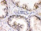 Anti-SAP97 Picoband Antibody