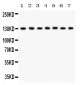 Anti-SAP97 Picoband Antibody