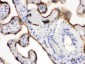 Anti-EDNRB Picoband Antibody