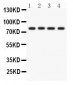 Anti-PKC Eta Picoband Antibody