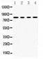 Anti-SP4 Picoband Antibody