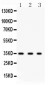 Anti-SPARC Picoband Antibody