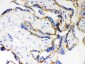 Anti-E-Cadherin Antibody