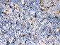 Anti-Cystatin A Picoband Antibody