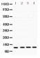 Anti-Cystatin B Antibody