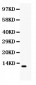 Anti-CCL3 Picoband Antibody