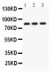 Anti-Clusterin Antibody